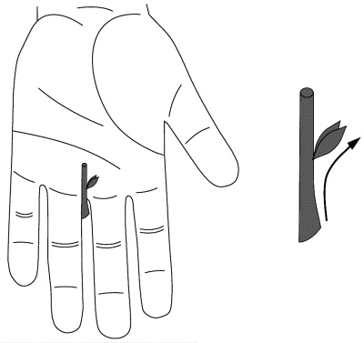 Иллюстрация к книге — Су-Джок лечит. Мигрень, кашель, боль в спине, тяжесть в желудке [i_086.jpg]