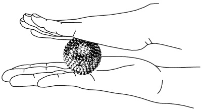 Иллюстрация к книге — Су-Джок лечит. Мигрень, кашель, боль в спине, тяжесть в желудке [i_090.jpg]