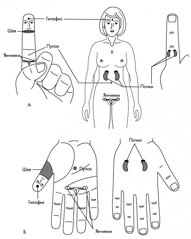 Иллюстрация к книге — Су-Джок лечит. Мигрень, кашель, боль в спине, тяжесть в желудке [i_093.jpg]