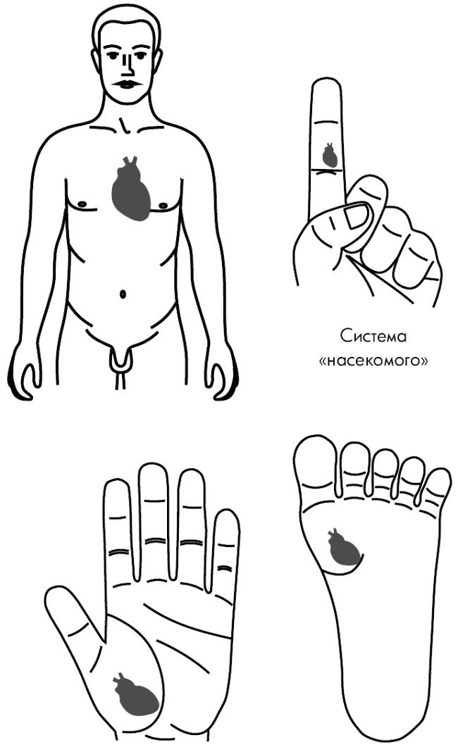 Иллюстрация к книге — Су-Джок лечит. Мигрень, кашель, боль в спине, тяжесть в желудке [i_109.jpg]