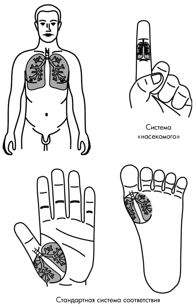 Иллюстрация к книге — Су-Джок лечит. Мигрень, кашель, боль в спине, тяжесть в желудке [i_110.jpg]