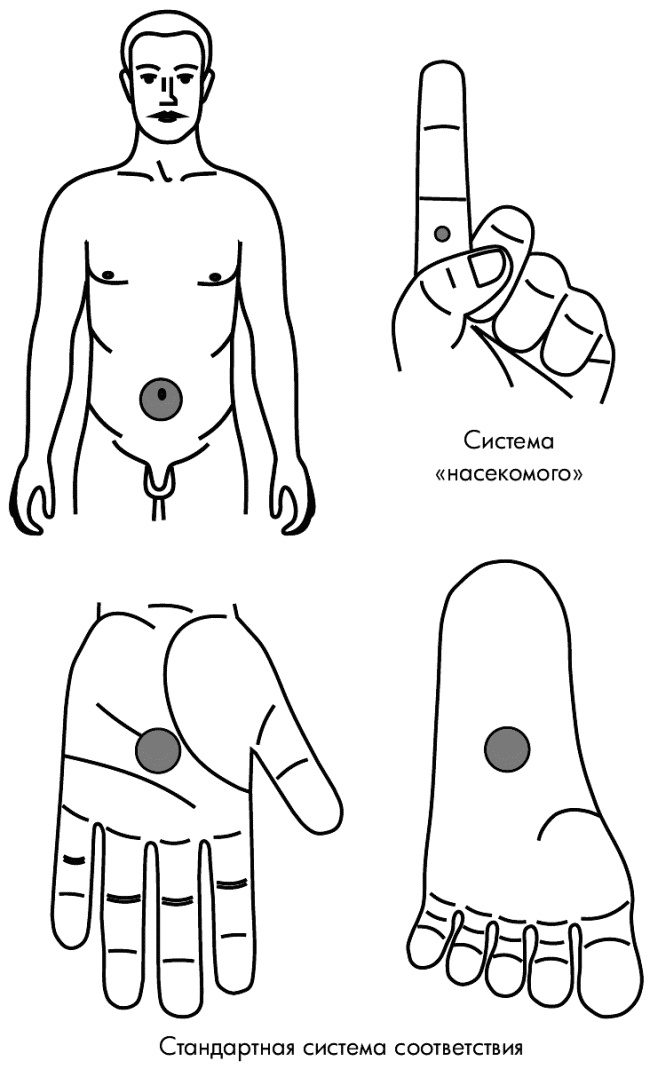 Иллюстрация к книге — Су-Джок лечит. Мигрень, кашель, боль в спине, тяжесть в желудке [i_115.jpg]