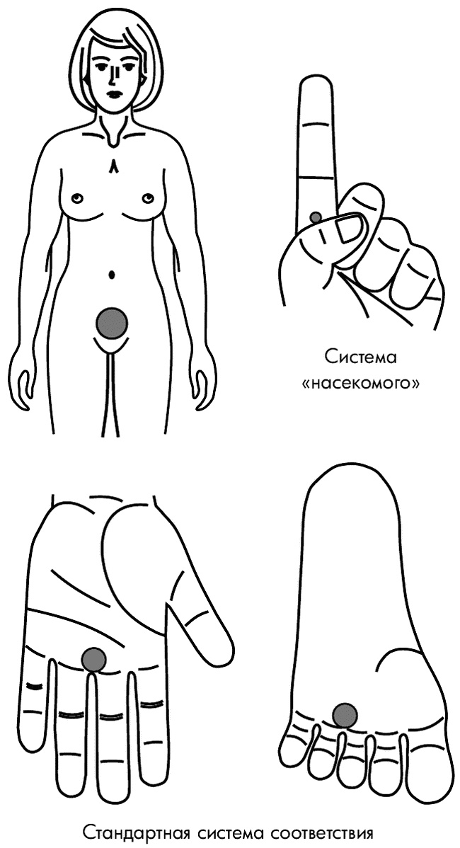 Иллюстрация к книге — Су-Джок лечит. Мигрень, кашель, боль в спине, тяжесть в желудке [i_116.jpg]