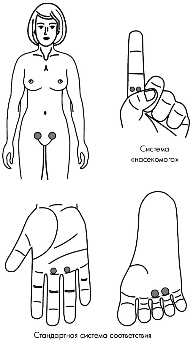 Иллюстрация к книге — Су-Джок лечит. Мигрень, кашель, боль в спине, тяжесть в желудке [i_117.jpg]