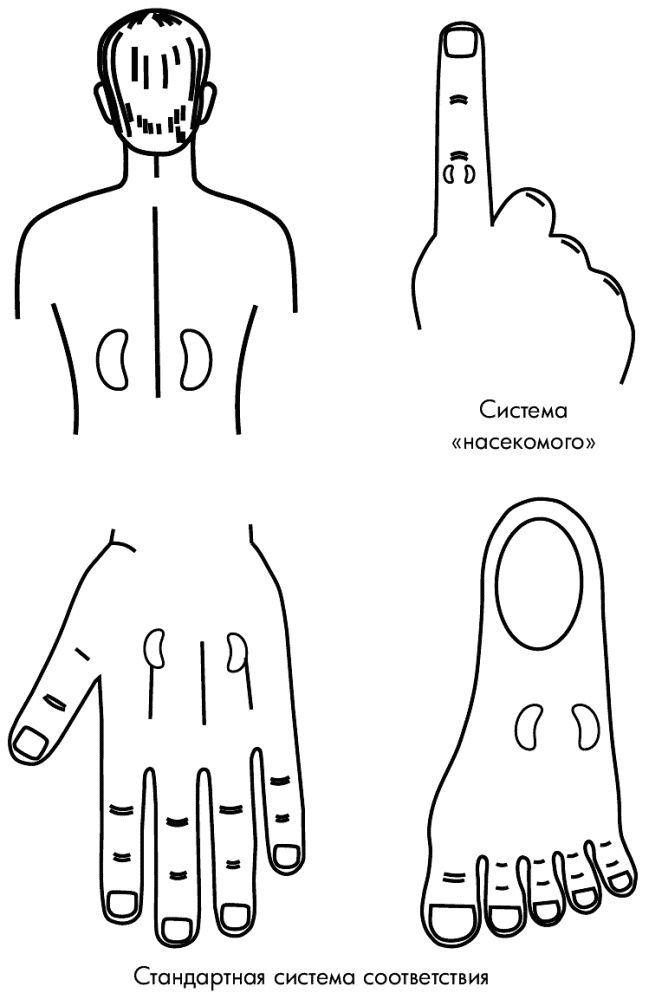Иллюстрация к книге — Су-Джок лечит. Мигрень, кашель, боль в спине, тяжесть в желудке [i_118.jpg]