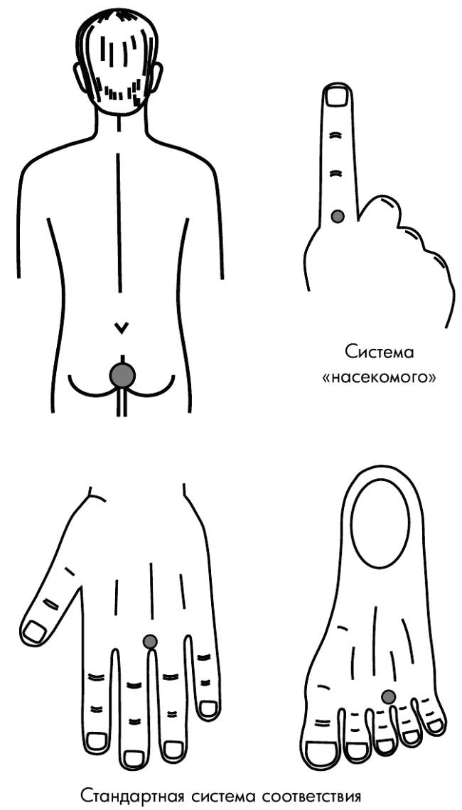 Иллюстрация к книге — Су-Джок лечит. Мигрень, кашель, боль в спине, тяжесть в желудке [i_120.jpg]