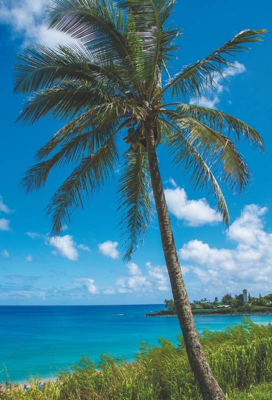 Иллюстрация к книге — Хоопонопоно. Гавайские практики для счастливой жизни [i_002.jpg]