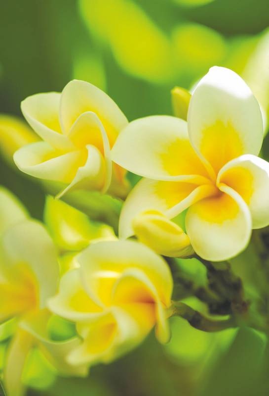 Иллюстрация к книге — Хоопонопоно. Гавайские практики для счастливой жизни [i_008.jpg]