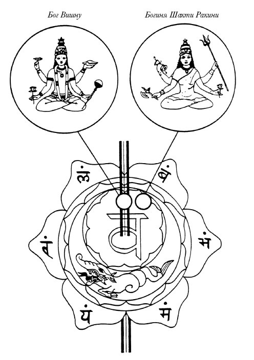 Иллюстрация к книге — Чакры. Полная энциклопедия [i_029.jpg]