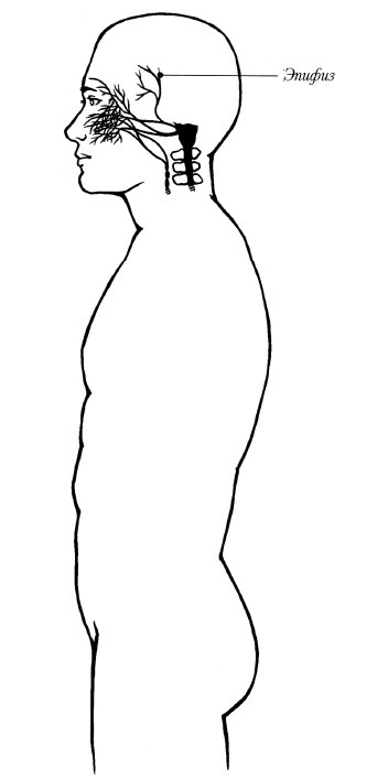 Иллюстрация к книге — Чакры. Полная энциклопедия [i_072.jpg]