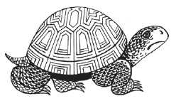 Иллюстрация к книге — Фэн-шуй. Практические советы на каждый день [i_003.jpg]