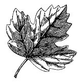 Иллюстрация к книге — Круг Года. Викканские праздники, их атрибуты и значение [_286.jpg]