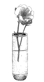 Иллюстрация к книге — Круг Года. Викканские праздники, их атрибуты и значение [_358.jpg]