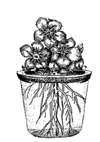 Иллюстрация к книге — Круг Года. Викканские праздники, их атрибуты и значение [_363.jpg]