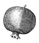 Иллюстрация к книге — Круг Года. Викканские праздники, их атрибуты и значение [_657.jpg]