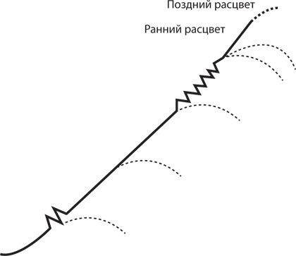 Иллюстрация к книге — Управление жизненным циклом корпораций [i_027.jpg]