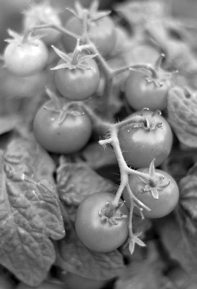 Иллюстрация к книге — Оружие против близорукости [i_027.jpg]