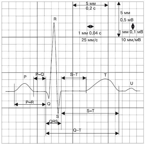 Иллюстрация к книге — Что показывает кардиограмма [i_005.jpg]