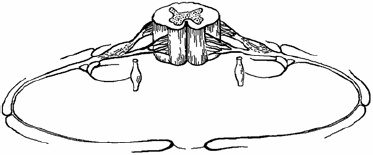 Иллюстрация к книге — Заболевания позвоночника. Карманный справочник [_07.jpg]