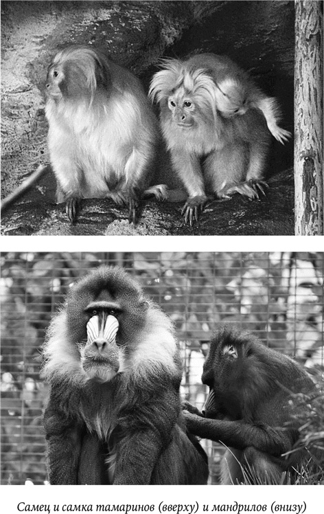 Иллюстрация к книге — Биология добра и зла. Как наука объясняет наши поступки [i_030.jpg]