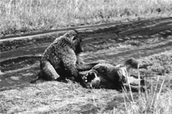 Иллюстрация к книге — Биология добра и зла. Как наука объясняет наши поступки [i_057.jpg]