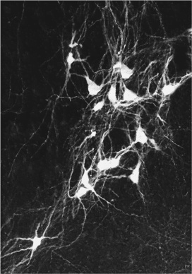 Иллюстрация к книге — Биология добра и зла. Как наука объясняет наши поступки [i_070.jpg]