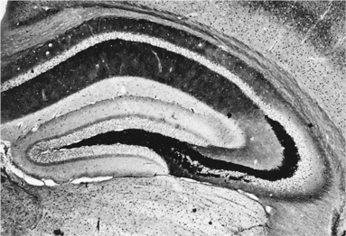 Иллюстрация к книге — Биология добра и зла. Как наука объясняет наши поступки [i_084.jpg]