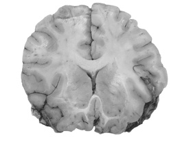 Иллюстрация к книге — Биология добра и зла. Как наука объясняет наши поступки [i_086.jpg]