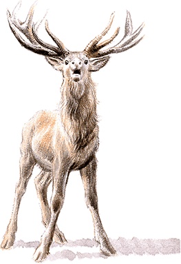 Иллюстрация к книге — Удивительные приключения Маруси [i3_018.jpg]