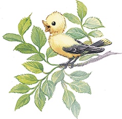 Иллюстрация к книге — Удивительные приключения Маруси [i4_029.jpg]