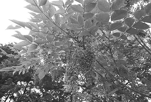 Иллюстрация к книге — Самураи. Первая полная энциклопедия [i_137.jpg]