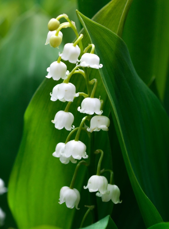 Иллюстрация к книге — Флакон счастья. Книга ароматов. Часть вторая. Парфюмерные истории [image12_5b518a146e484f0f7a3445ea_jpg.jpg]