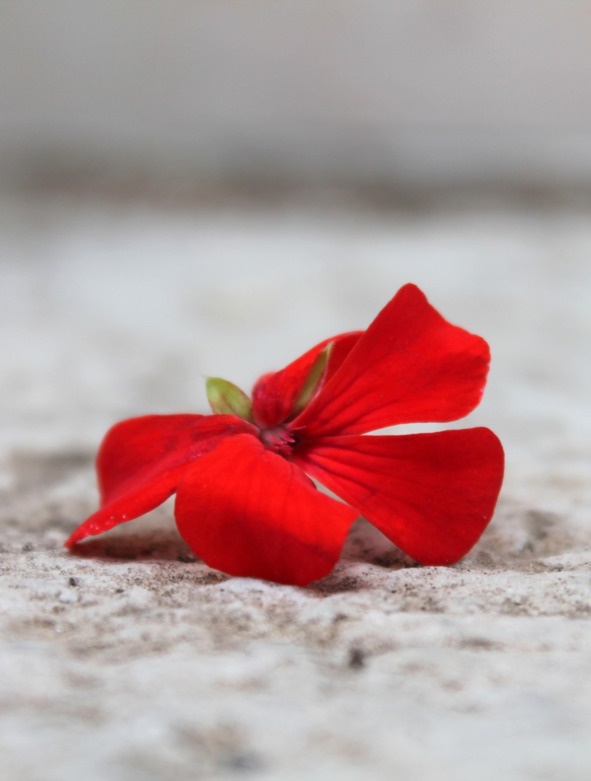 Иллюстрация к книге — Флакон счастья. Книга ароматов. Часть вторая. Парфюмерные истории [image28_5b5189ad6e484f0f7a3445ba_jpg.jpg]