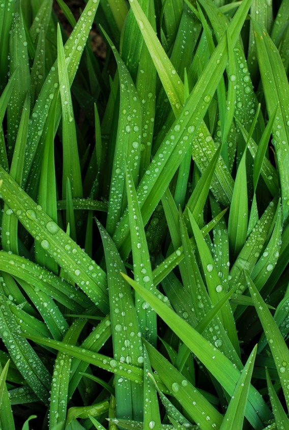 Иллюстрация к книге — Флакон счастья. Книга ароматов. Часть вторая. Парфюмерные истории [image59_5b6d3df6950164c8004ee55d_jpg.jpg]