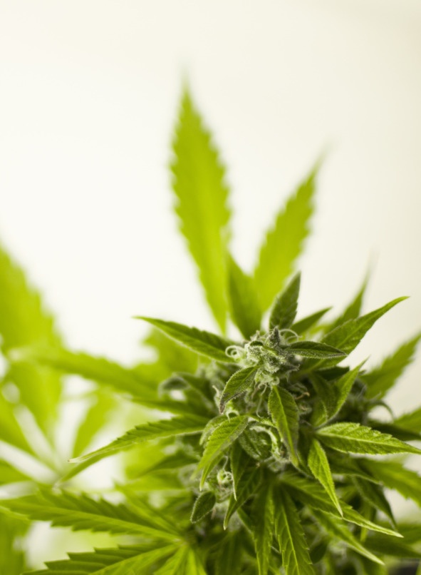 Иллюстрация к книге — Флакон счастья. Книга ароматов. Часть вторая. Парфюмерные истории [image70_5b5188e66e484f0f7a344560_jpg.jpg]