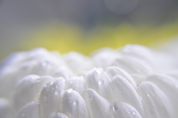 Иллюстрация к книге — Книга ароматов. Доверяй своему носу [image46_5a9aaaecc18ff40a3b94cf62_jpg.jpg]