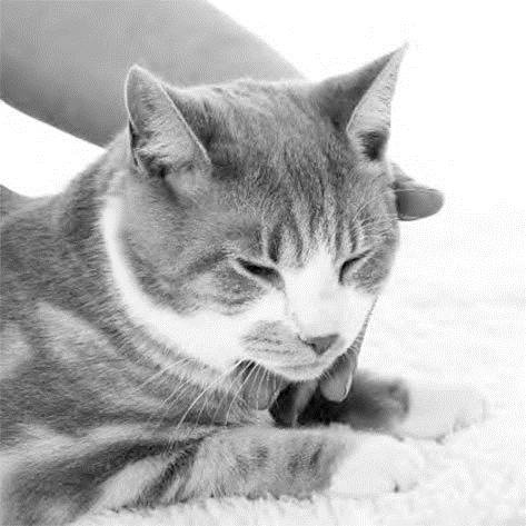 Иллюстрация к книге — Как воспитать вашу кошку [_11.jpg]