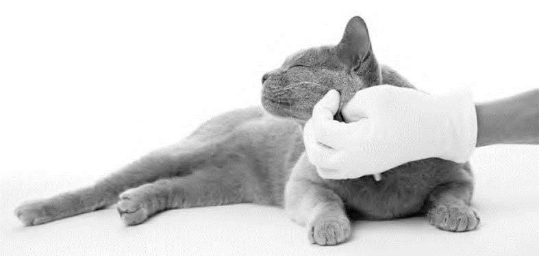 Иллюстрация к книге — Как воспитать вашу кошку [_12.jpg]