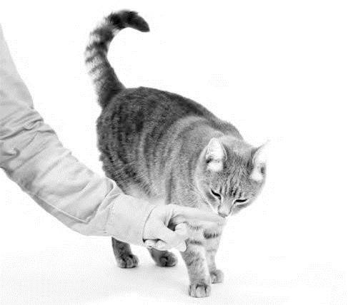 Иллюстрация к книге — Как воспитать вашу кошку [_14.jpg]