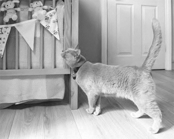 Иллюстрация к книге — Как воспитать вашу кошку [_19.jpg]