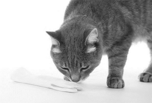 Иллюстрация к книге — Как воспитать вашу кошку [_21.jpg]