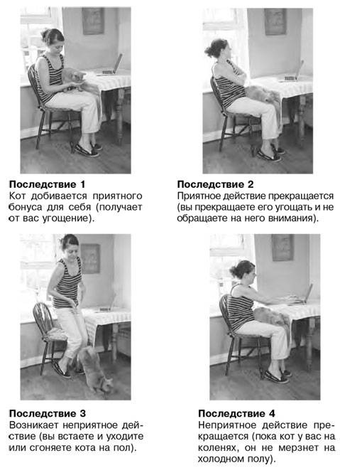 Иллюстрация к книге — Как воспитать вашу кошку [_3.jpg]