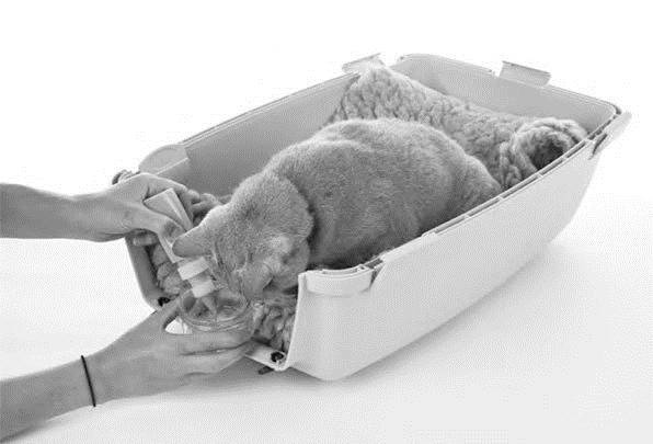 Иллюстрация к книге — Как воспитать вашу кошку [_30.jpg]