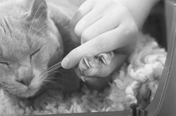 Иллюстрация к книге — Как воспитать вашу кошку [_36.jpg]