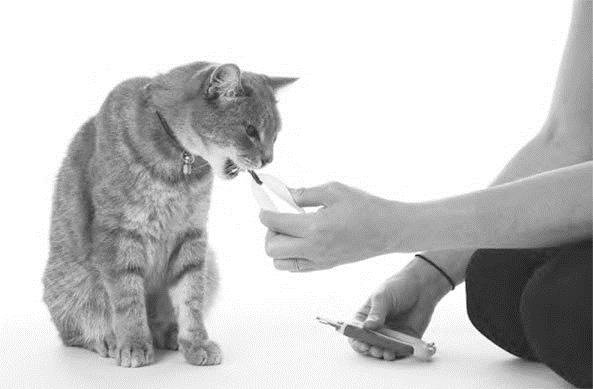 Иллюстрация к книге — Как воспитать вашу кошку [_38.jpg]