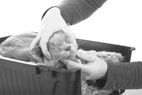 Иллюстрация к книге — Как воспитать вашу кошку [_39.jpg]