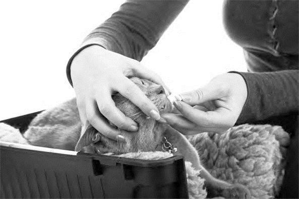 Иллюстрация к книге — Как воспитать вашу кошку [_40.jpg]