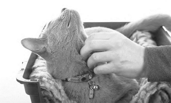 Иллюстрация к книге — Как воспитать вашу кошку [_41.jpg]