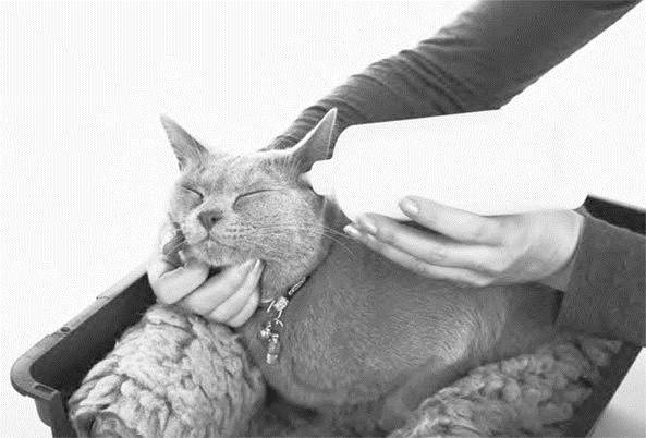 Иллюстрация к книге — Как воспитать вашу кошку [_43.jpg]