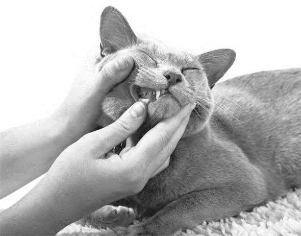 Иллюстрация к книге — Как воспитать вашу кошку [_44.jpg]